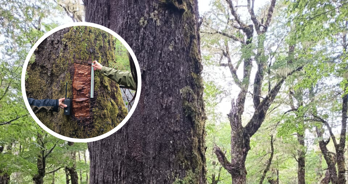 Daño efectuado a Coihue Abuelo de 600 años en Reserva Nacional Mocho Choshuenco