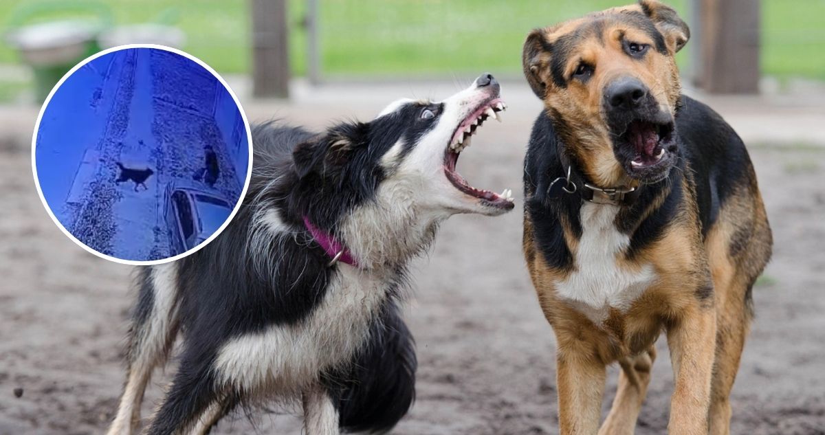 Jauría de perros ataca a vecinos de Hualpén