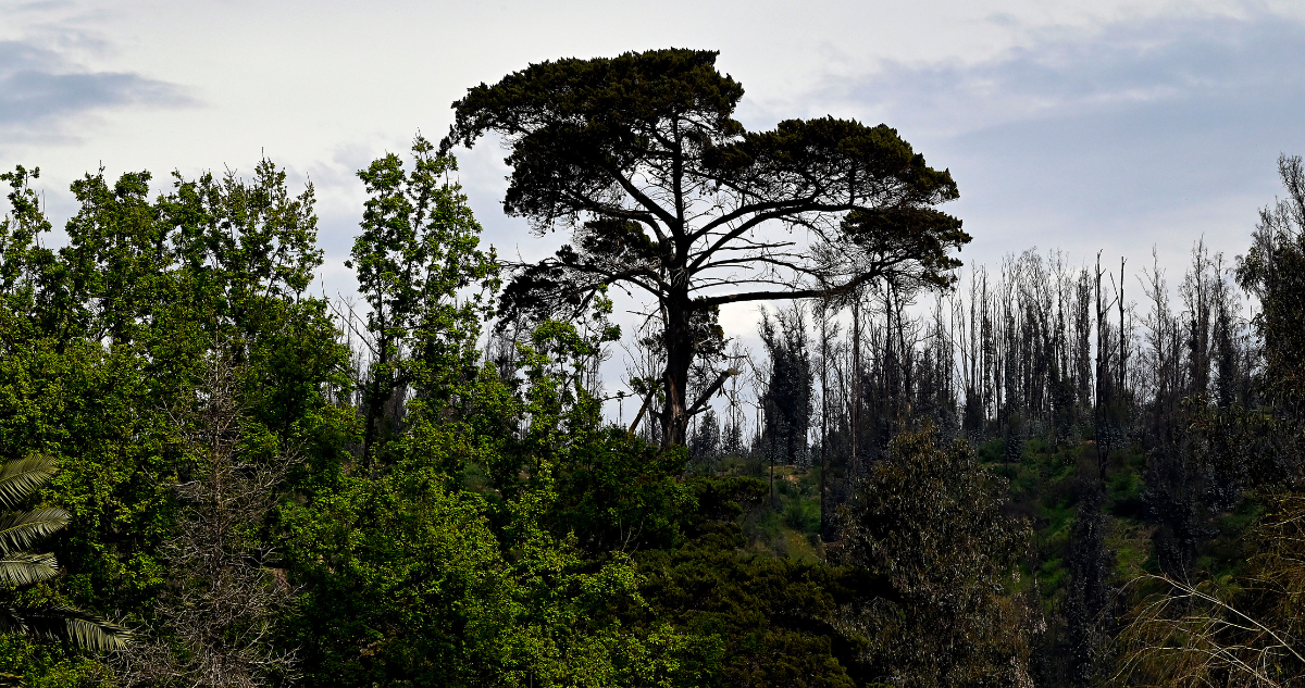 Bosque chileno