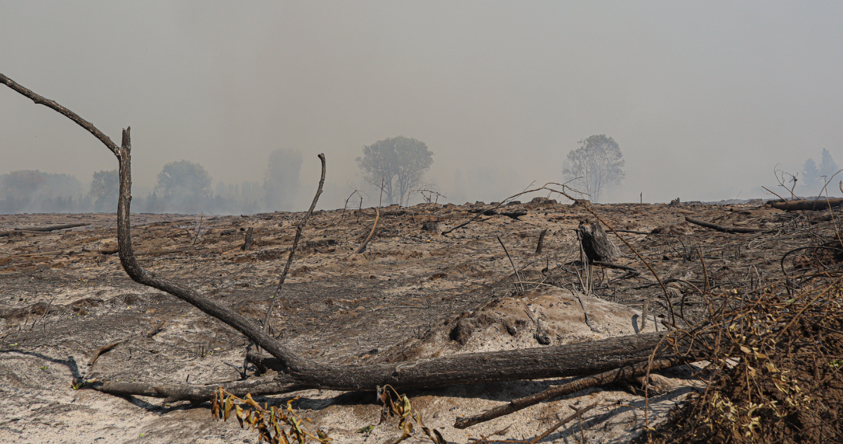 Foto de contexto de suelos tras incendio forestal