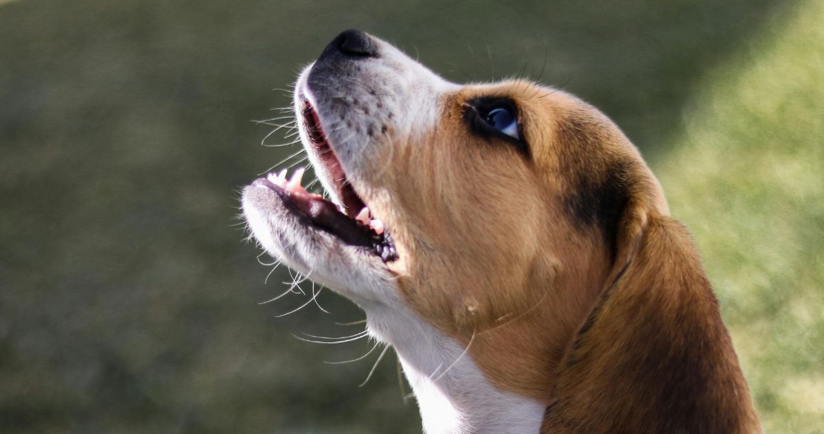 Corte falla a favor de adulta mayor que presentó recurso contra vecina por ladridos de su perro