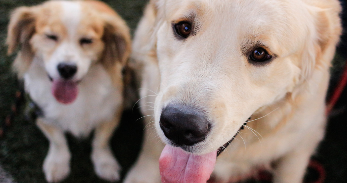 “Luna” y “Toby” destacan como los nombres preferidos para mascotas en Chile