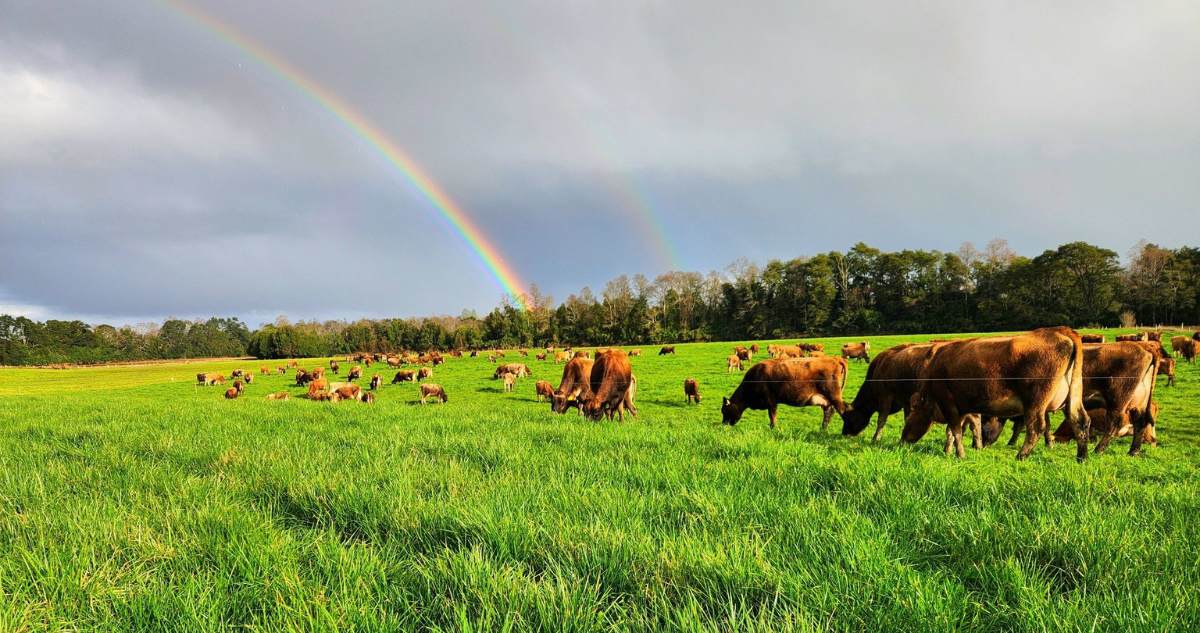 Empresa lechera Manuka renueva certificaciones de bienestar animal y sostenibilidad en sus predios