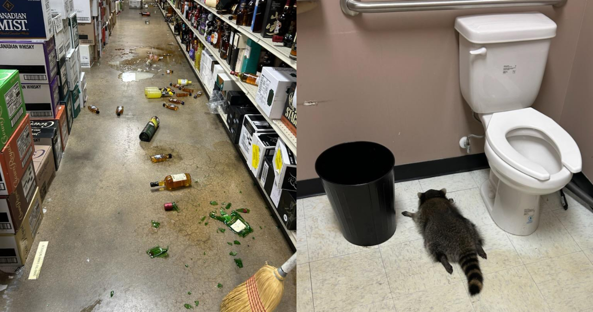 Mapache que saqueó una licorería