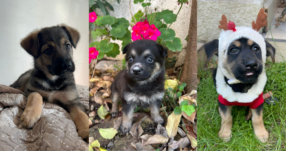 Jornada de adopción SuperZoo en la región metropolitana