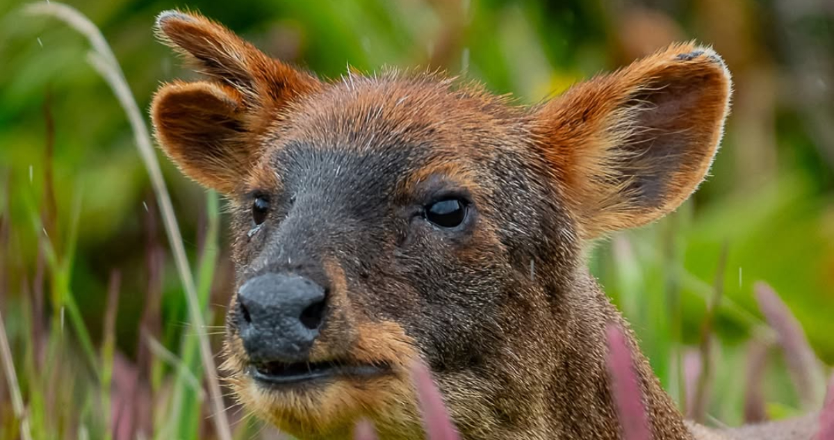 Foto de orejotas, la pudú con tres orejas