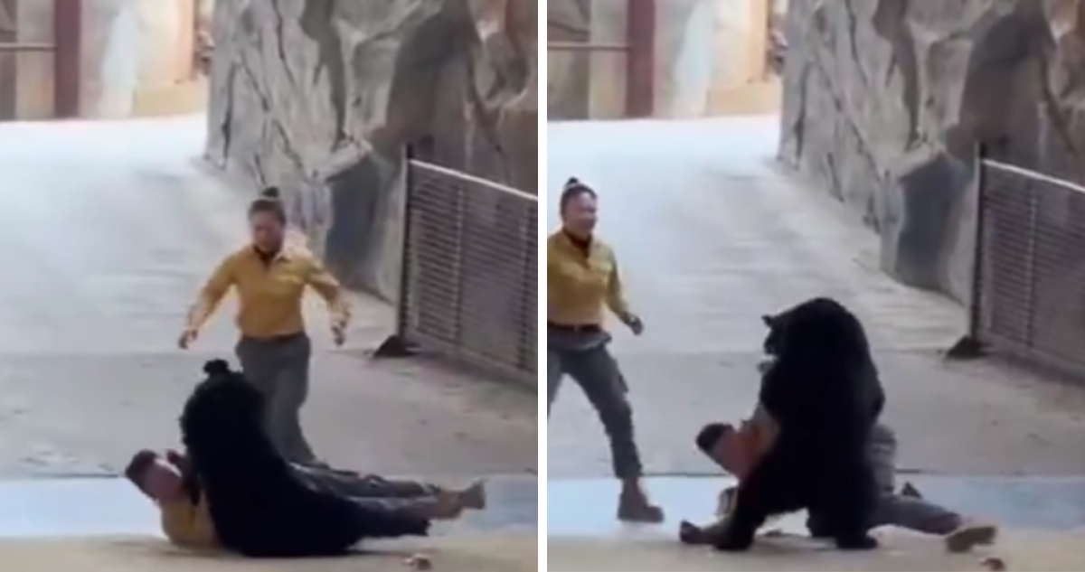 Oso negro ataca a su cuidador frente a personas en espectáculo en China