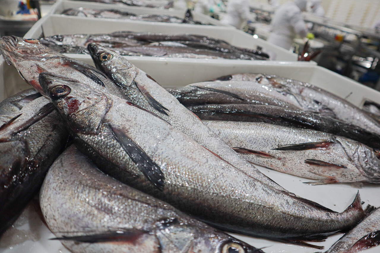 PacificBlu y reducción de cuota de merluza común: “Se confirma el fracaso de la gestión pesquera”