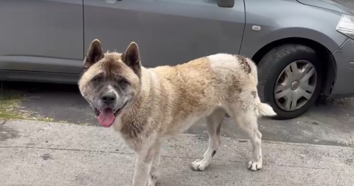https://media.biobiochile.cl/wp-content/uploads/2025/12/perro-akita-muerte-hombre-san-pedro.jpg