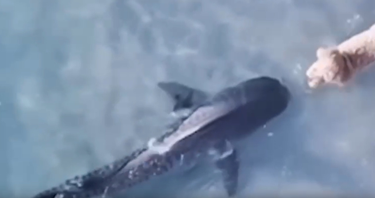 Perra queda frente a tiburón mientras paseaba por playa apta para mascotas en Australia