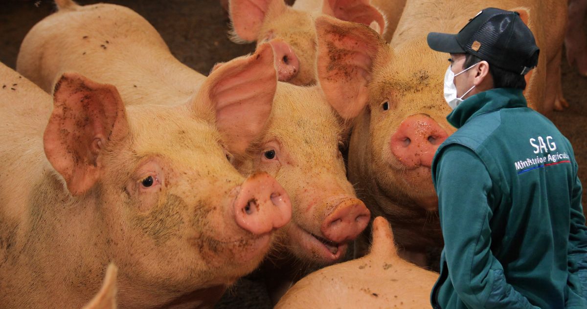 Chile suspende importación de productos desde España por brote de Peste Porcina Africana