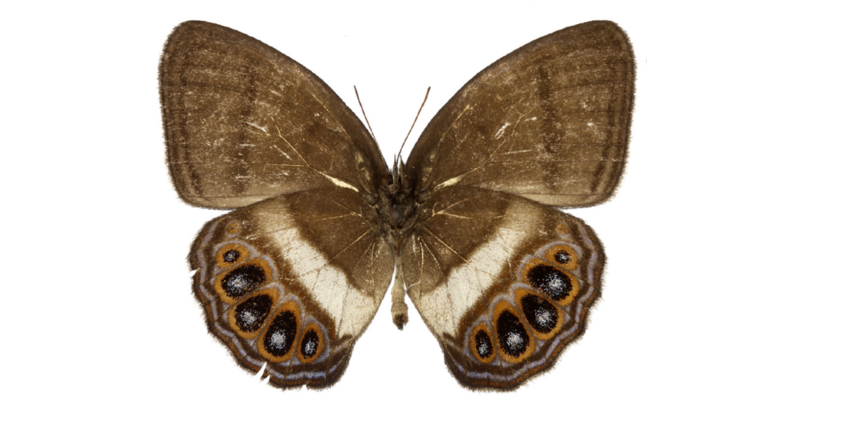 Nueva especie de mariposa