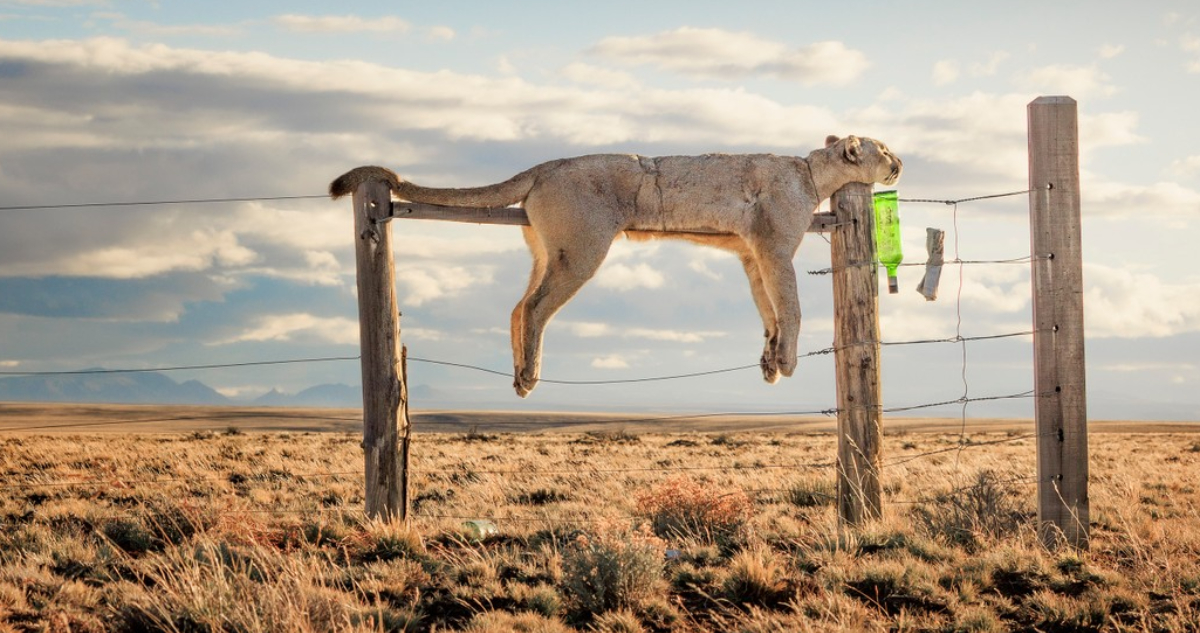 Foto de un puma muerto en la Patagonia