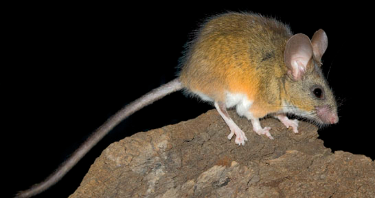 Ratón Ciervo de California