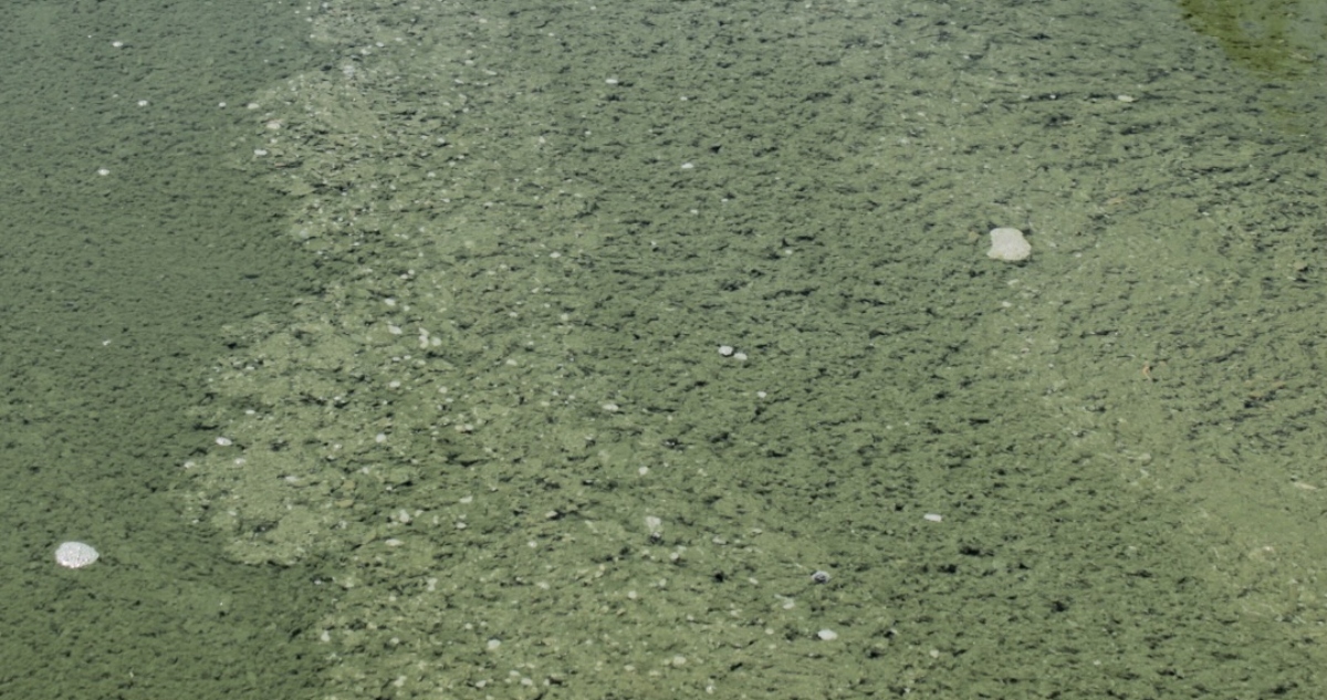 Declaran riesgo sanitario en Lago Vichuquén