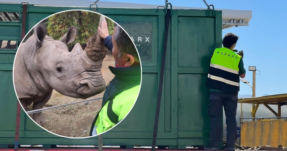 Así fue la titánica tarea de mover un rinoceronte de 2 toneladas de Chile a Brasil por más de 2.000 km