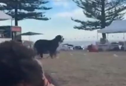 Imágenes captan perro fiel que se mantuvo por horas junto al cadáver de su dueño tras ataque en Sideny