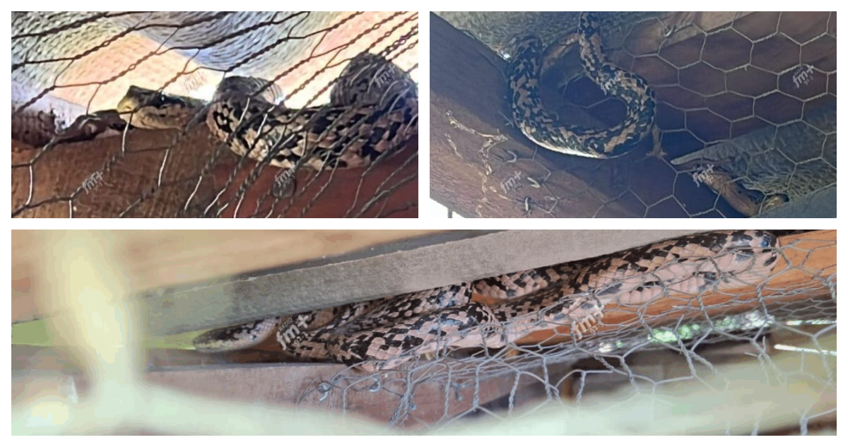 Vecinos de Talca alertan por aparición de serpiente en zona residencial