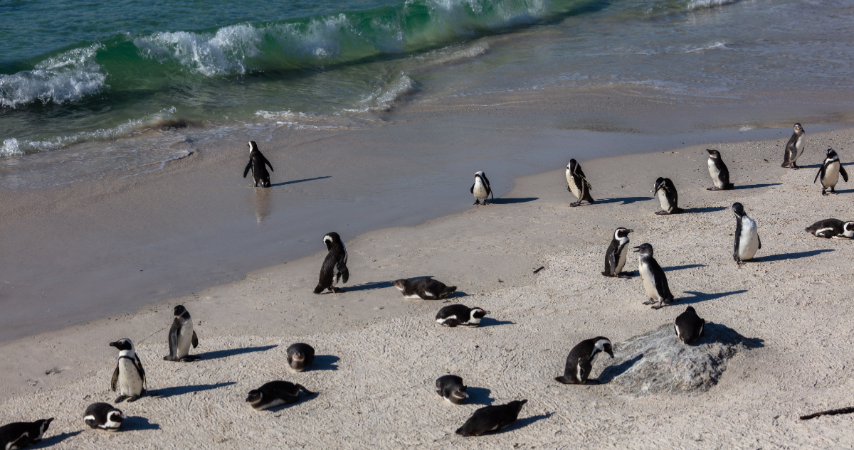 Pingüinos en Sudáfrica
