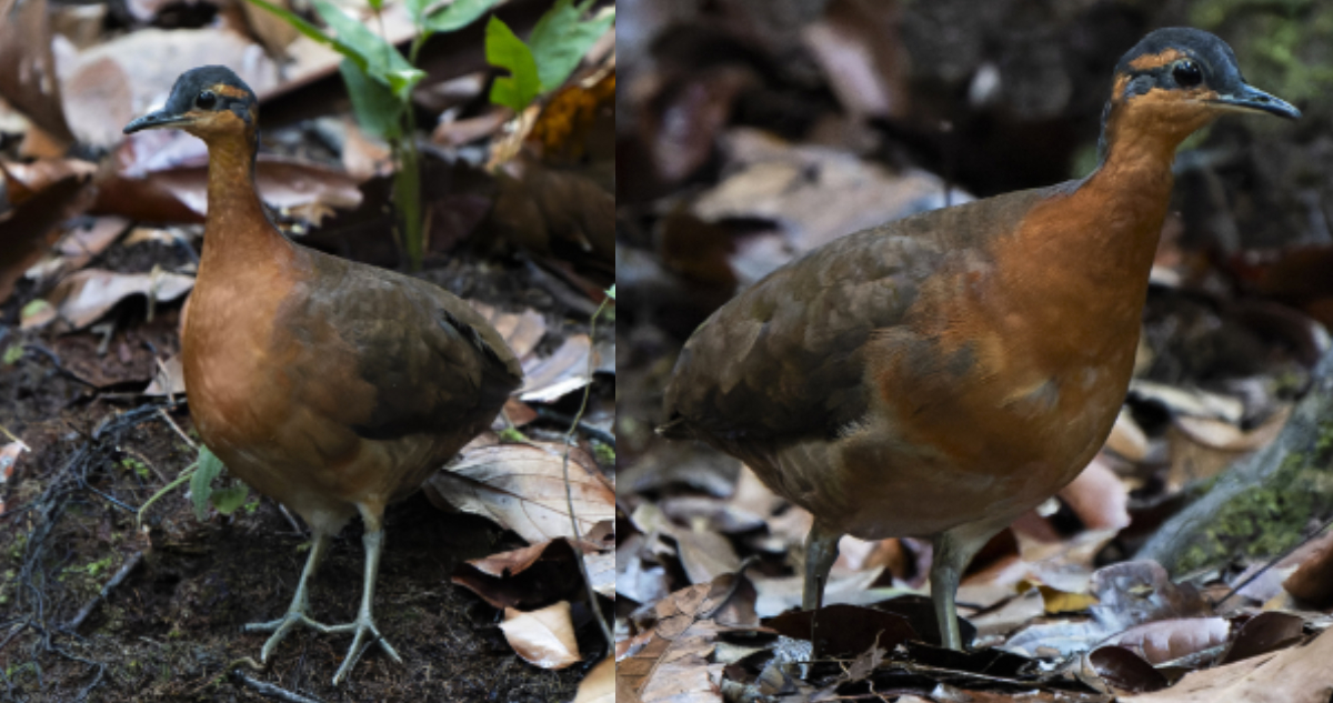 Fotos del tinamus resonan