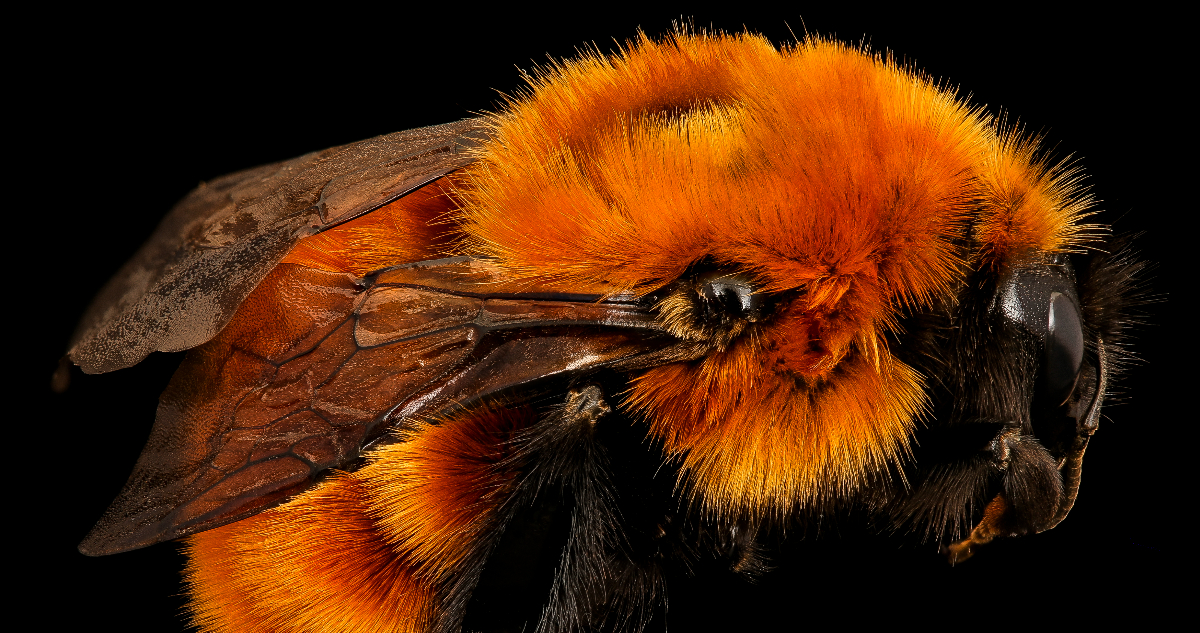 Foto del abejorro más grande del mundo