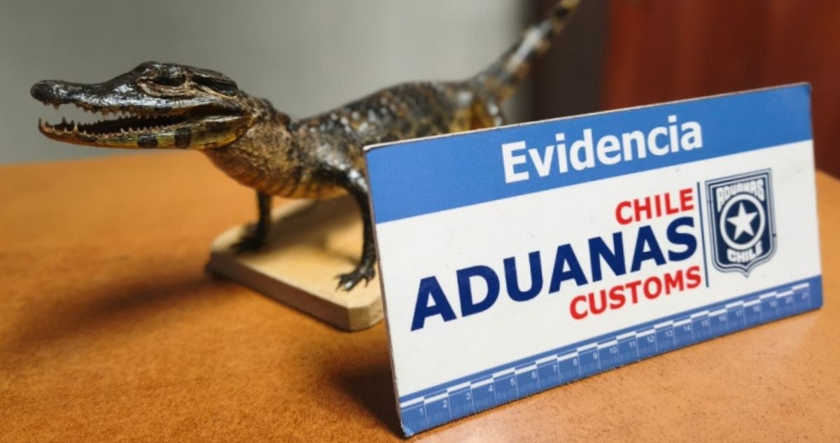 Mujer intentó ingresar a Chile con yacaré bebé disecado al interior de una maleta