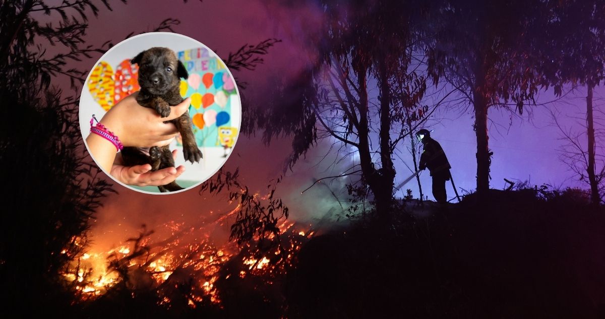 Así funciona el sitio para buscar mascotas y animales perdidas en incendios: cómo reportar si fueron encontradas
