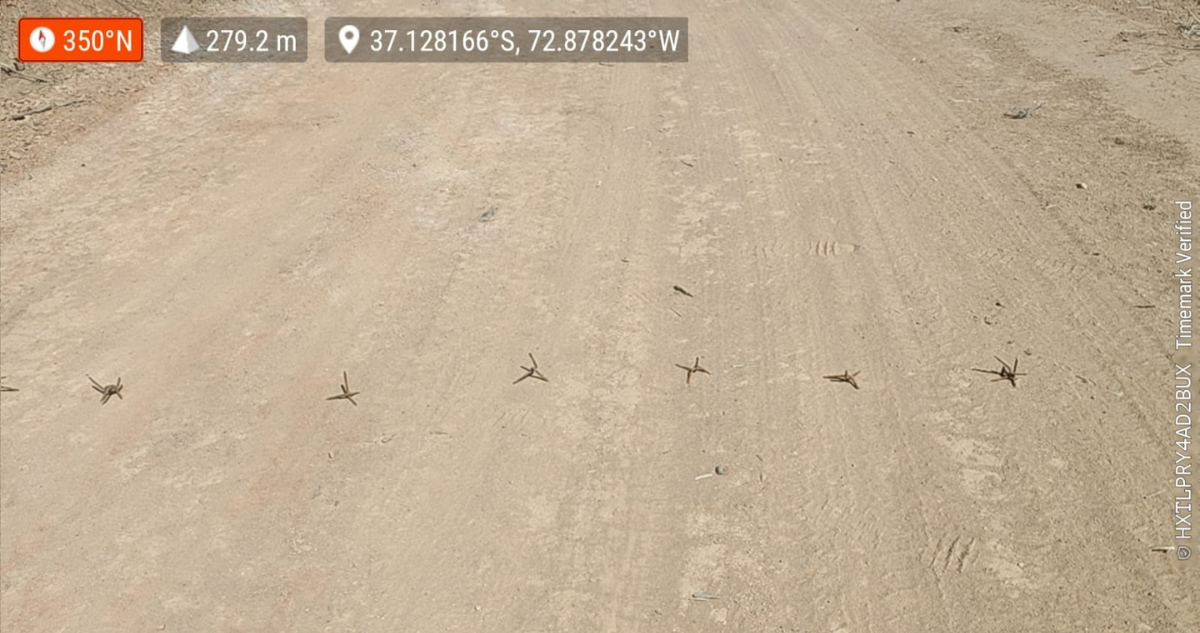 Arauco denuncia presencia de miguelitos en camino de predio con alto riesgo de incendio en Hualqui