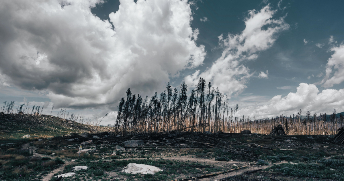 Investigadores chilenos desarrollan árboles nativos más resistentes para reforestar tras incendios