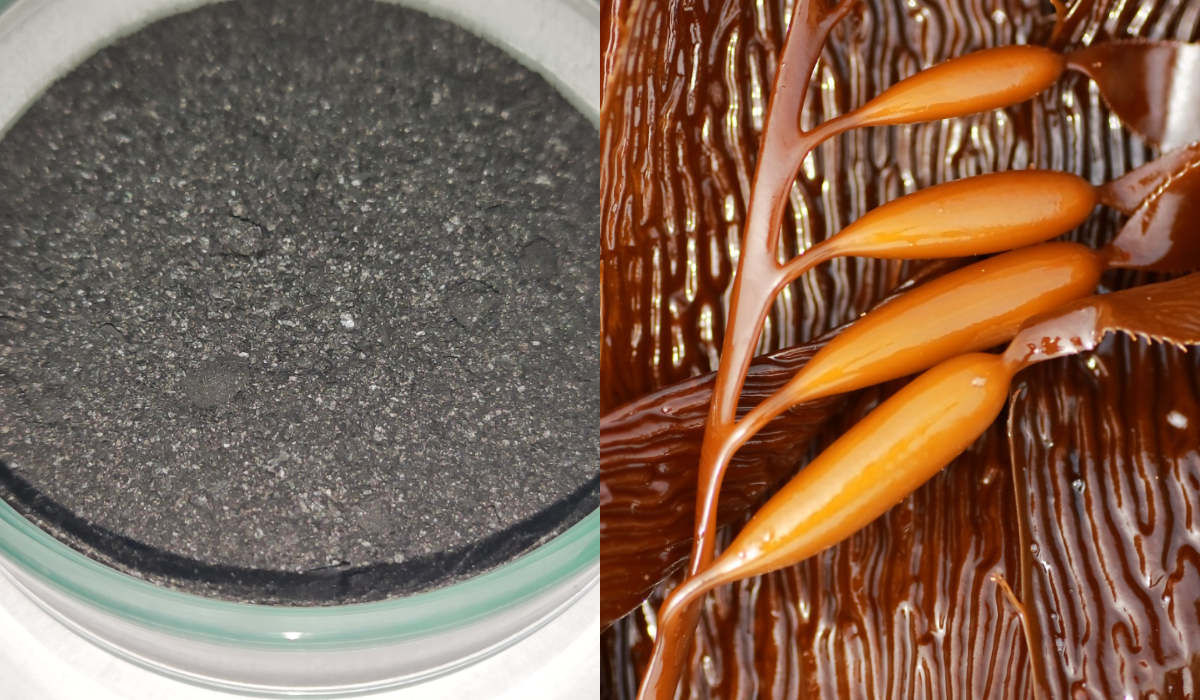 Científica chilena desarrolla innovador método con algas marinas para eliminar arsénico del agua
