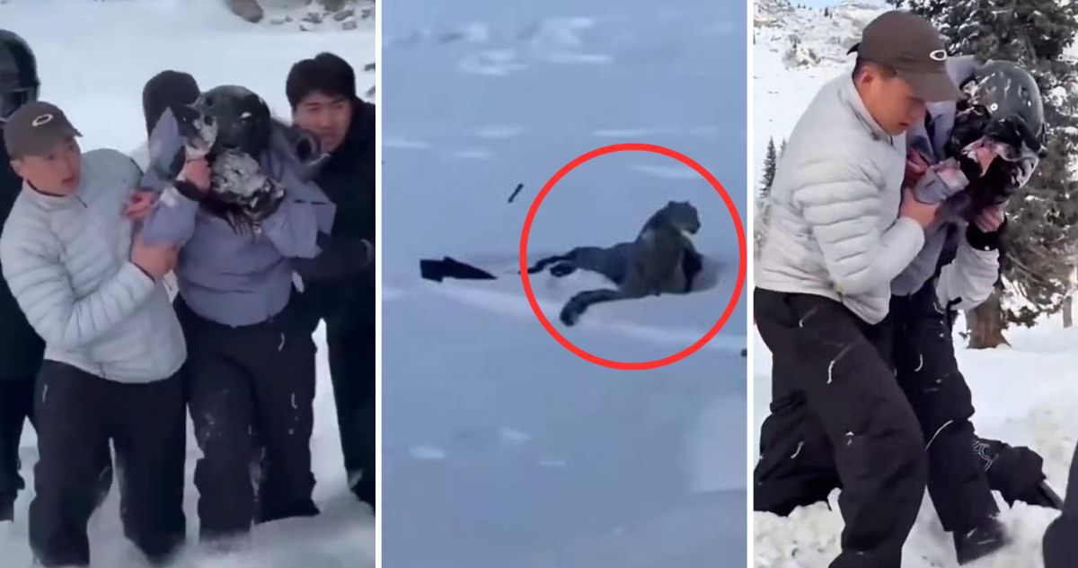 VIDEO: Turista termina con su rostro destruido por ataque de leopardo de las nieves en China