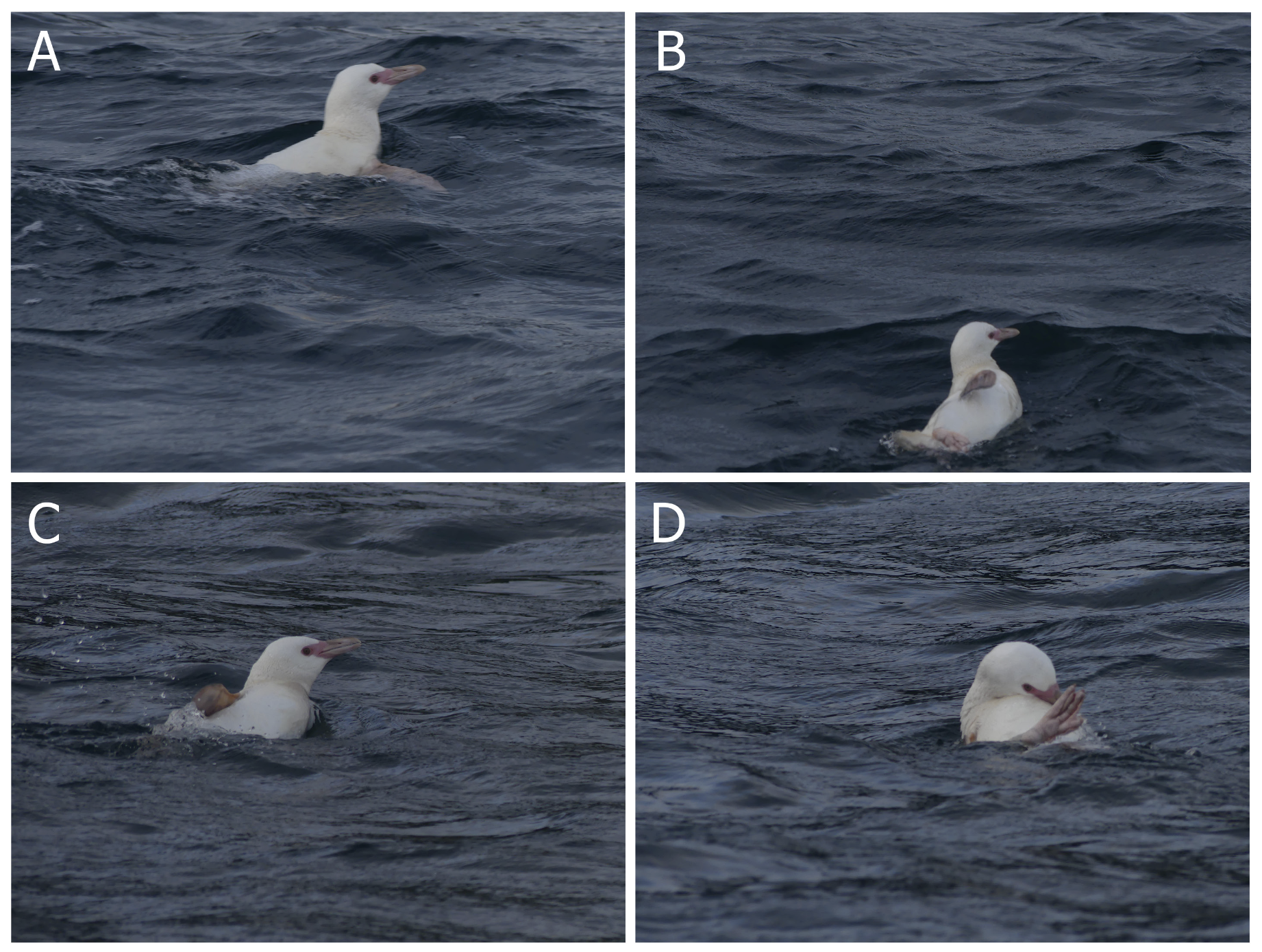 pingüino de Humboldt albino