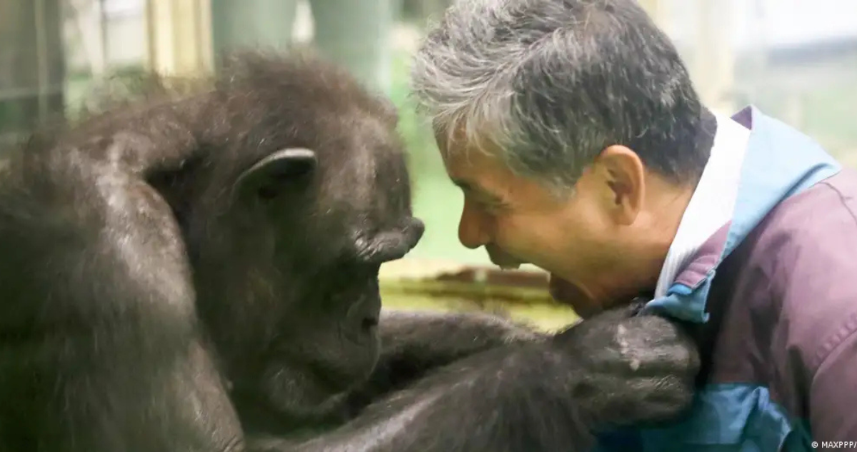 Murió Ai, la chimpancé “genio” que reconocía más de 100 caracteres chinos y el alfabeto inglés