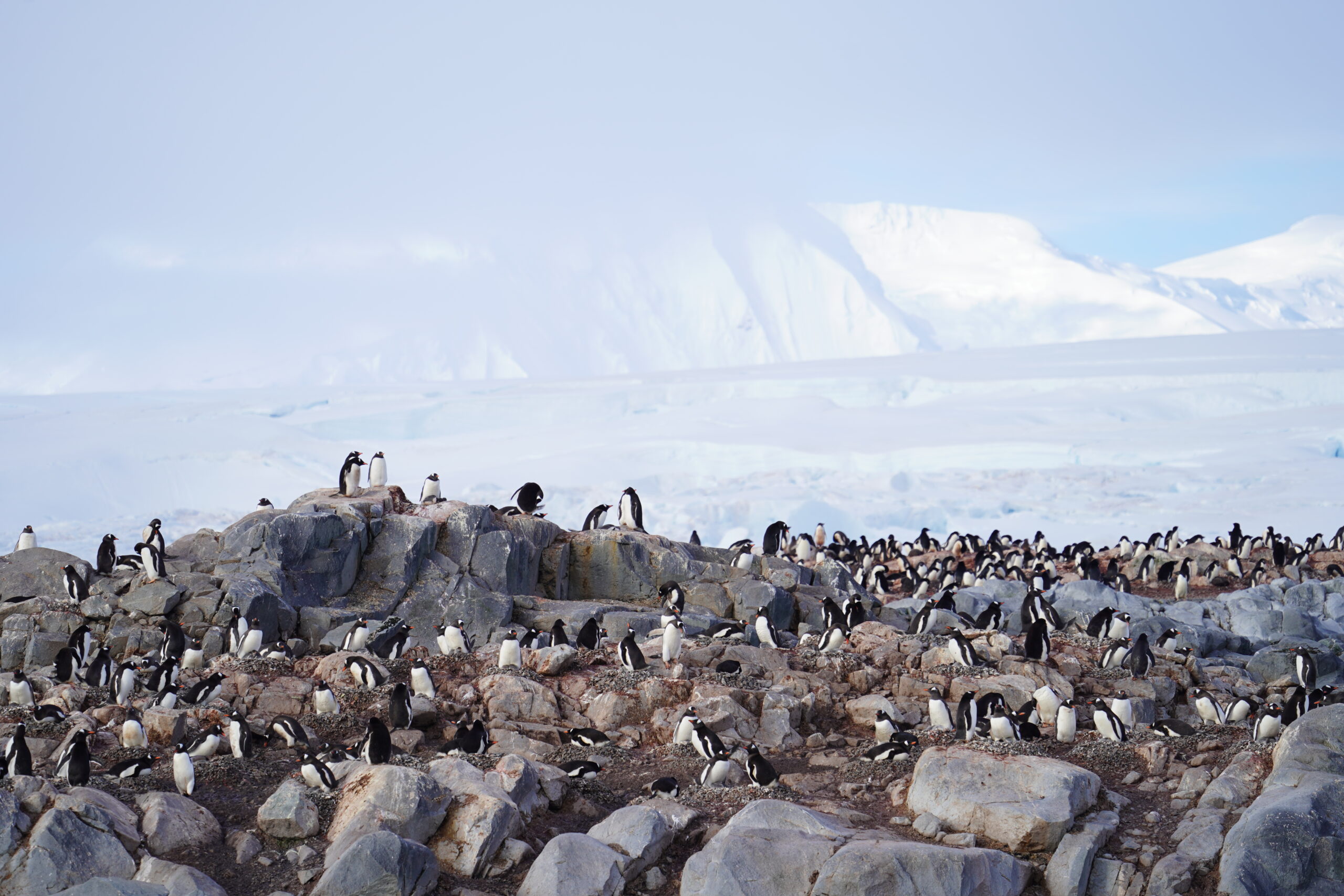Colonia de pingüinos papúa
