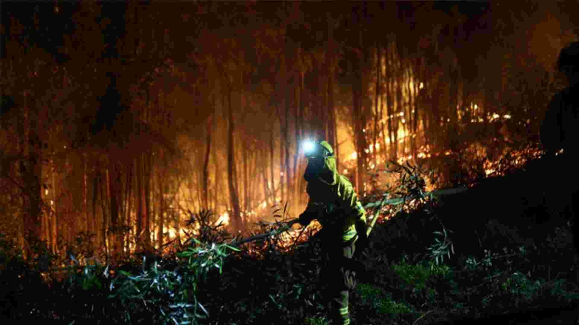 "La evaluación claramente no es postiva": CONAF respecto al trabajo de prevención de incendios