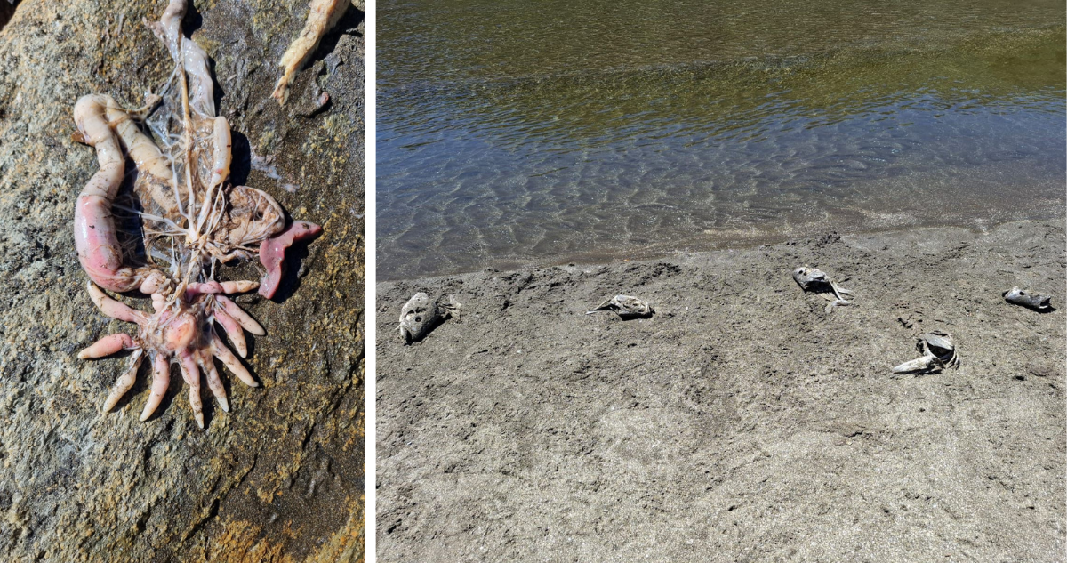 Vecinos de Curiñanco acusan acumulación de restos de pescados dejados por pescadores deportivos
