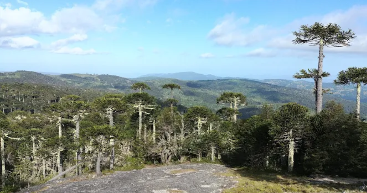 Conaf aborda abandono del Parque Nacional Nahuelbuta y afirman que trabajan en su recuperación