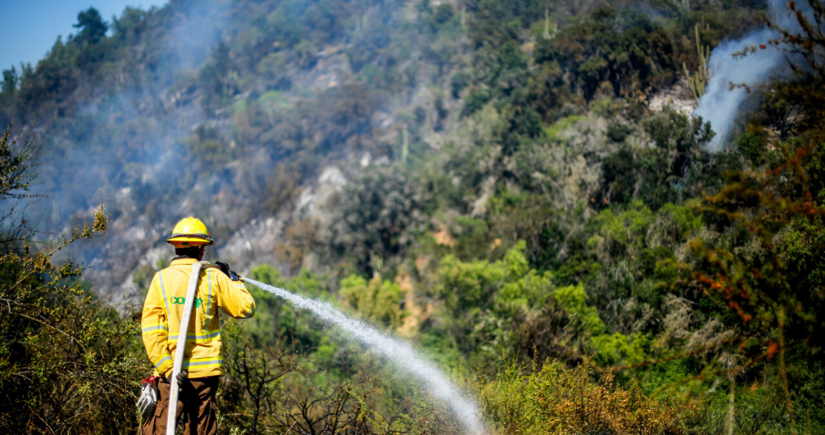 Conaf despide a funcionario acusado de iniciar incendio forestal en Coronel