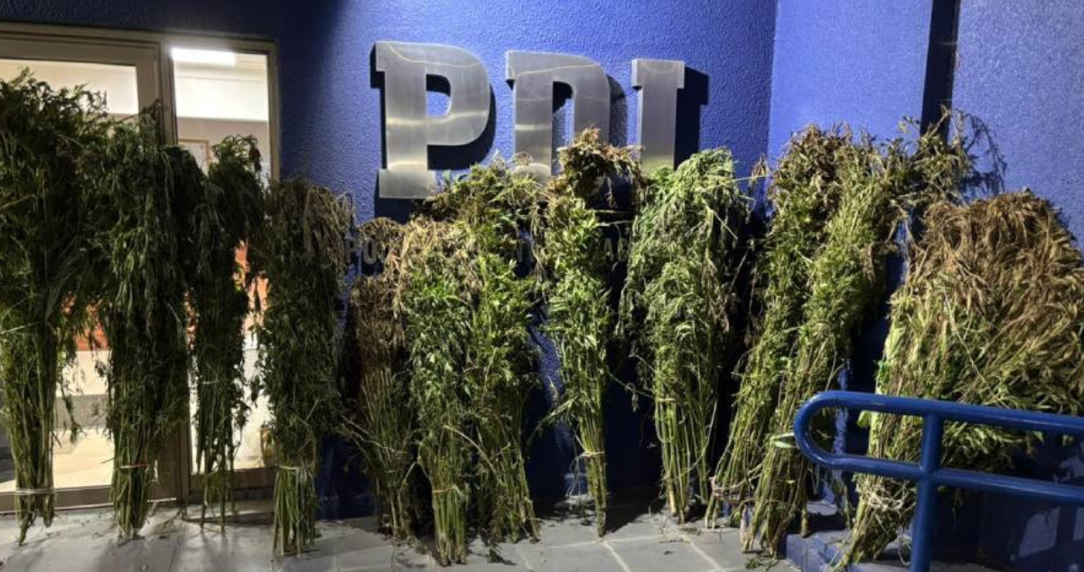 PDI incauta 332 plantas de cannabis sativa en operativo en zona rural de Ñuble