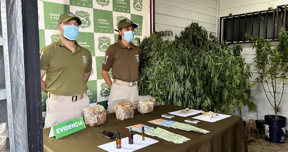 Cerca de $125 millones en drogas: incautan hongos y cannabis en operativo policial en Panguipulli