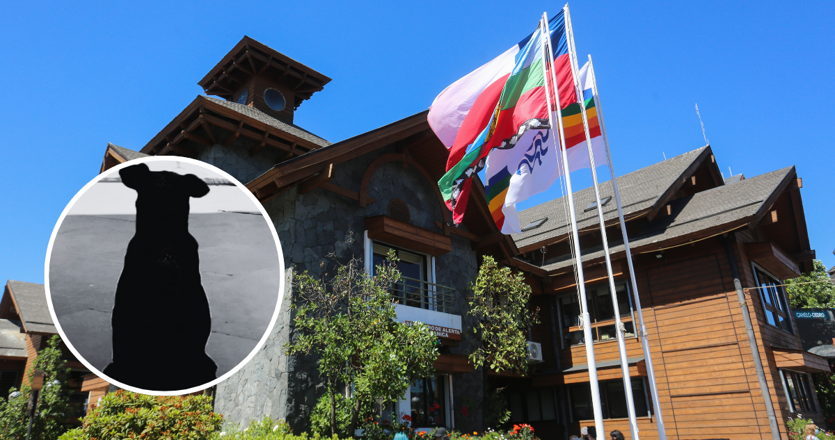 Municipio de Pucón presentará querella por maltrato animal tras la muerte de perrita “Morita”