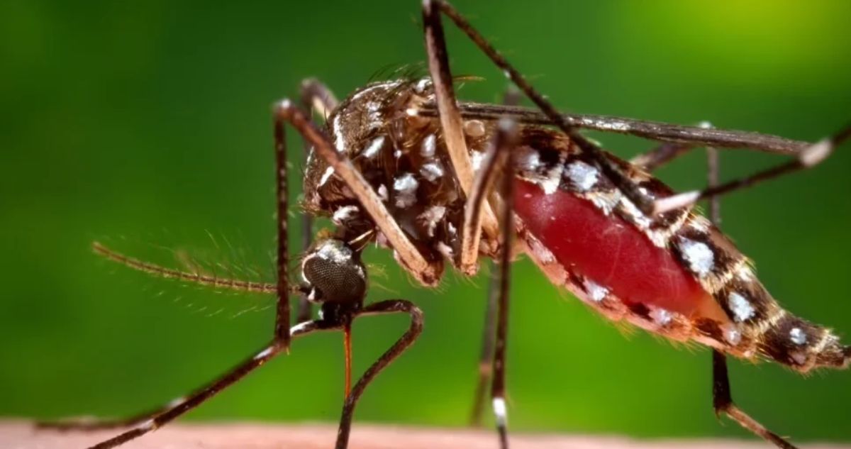 Minsal decreta alerta sanitaria desde Arica a Los Lagos por presencia de mosquito que transmite dengue