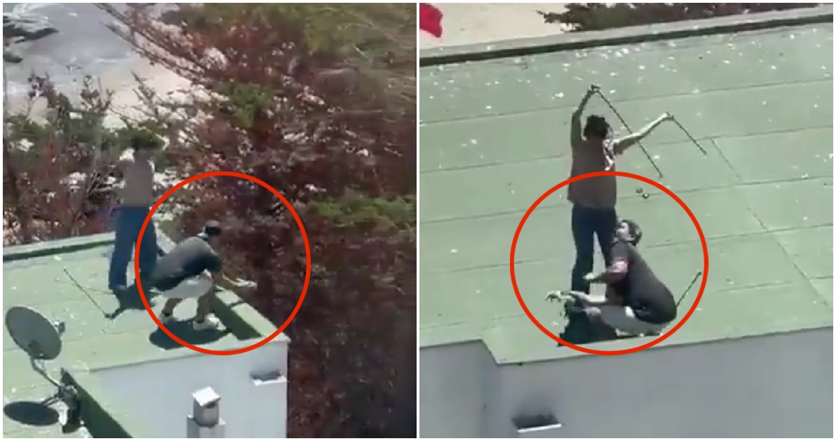 Detienen a pareja que arrojó polluelos de gaviota