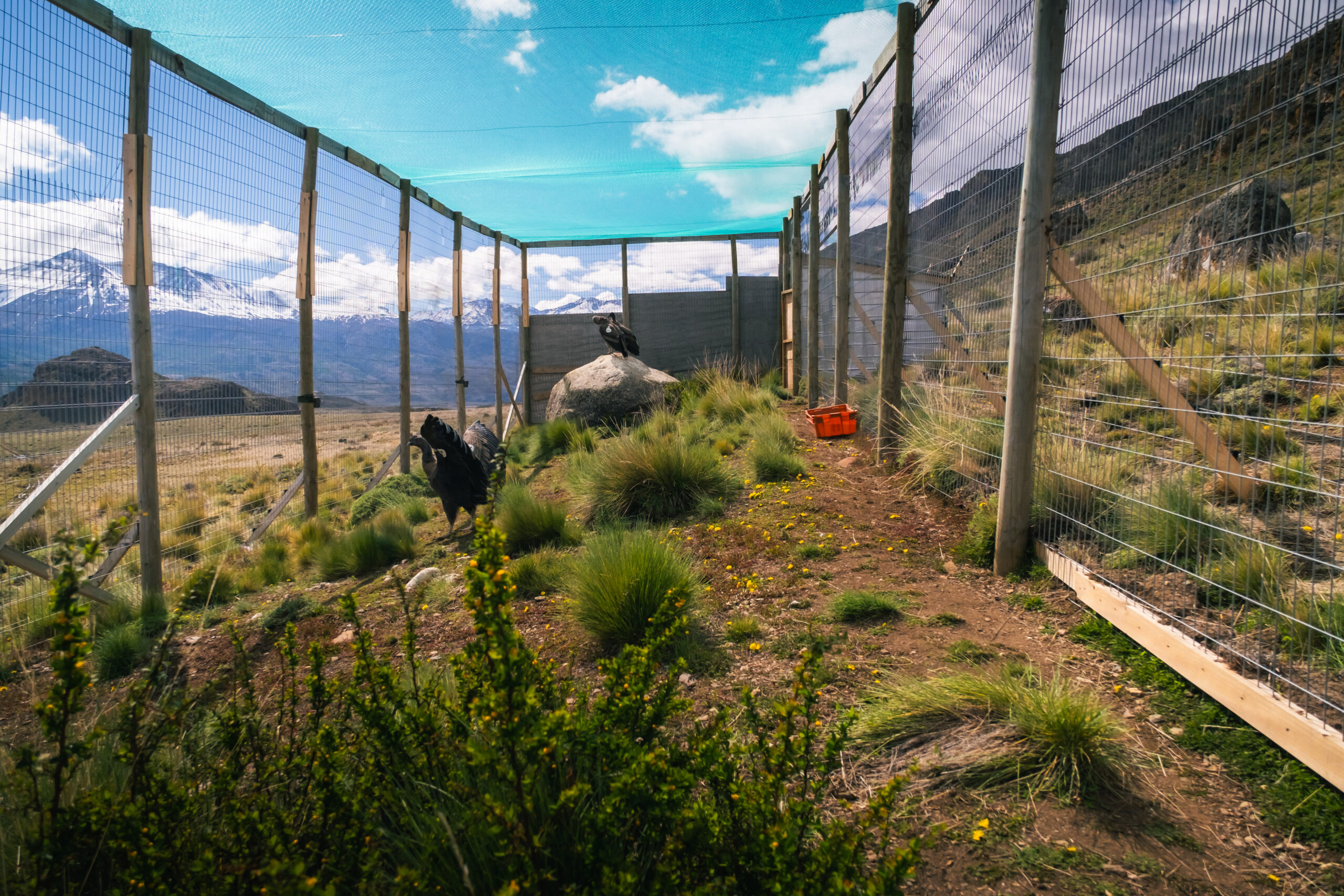 Cóndores andinos en el Parque Nacional Patagonia