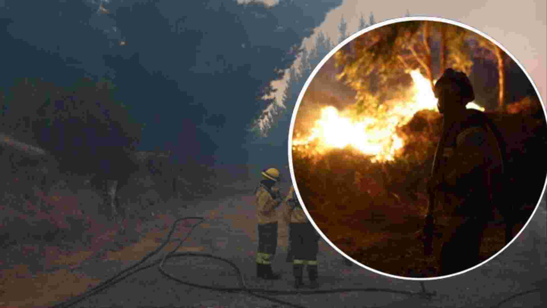 Incendios forestales: proyecto chileno apunta a recuperar suelos y bosques quemados