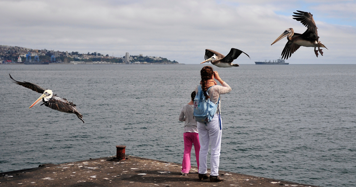 Una mujer y una niña observan el mar mientras tres pelícanos vuelan a su alrededor al borde del muelle de la Caleta Portales de Valparaíso.