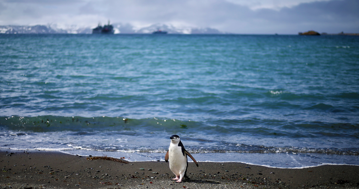 MAR ANTÁRTICO CHILENO