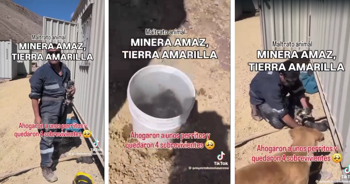Graban a sujeto ahogando cachorros en minera de Tierra Amarilla: fue detenido, pero quedó en libertad