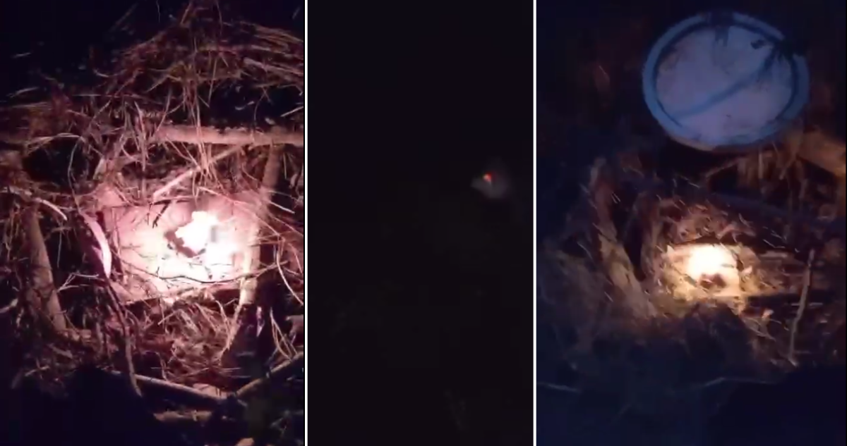 Forestal Arauco denuncia focos intencionales en Lebu: encontraron velas encendidas en medio de bosque