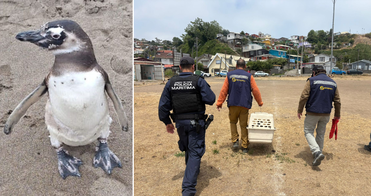 Pinguino magallánico varó en playa de Lota: estaba levemente herido